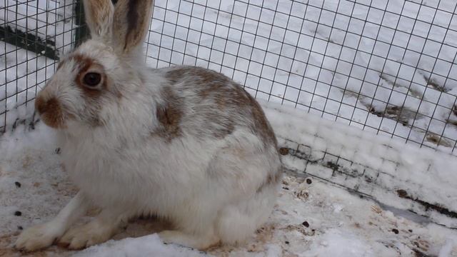 Интересное наблюдение за зайцами и... *апхчи!* смотреть онлайн