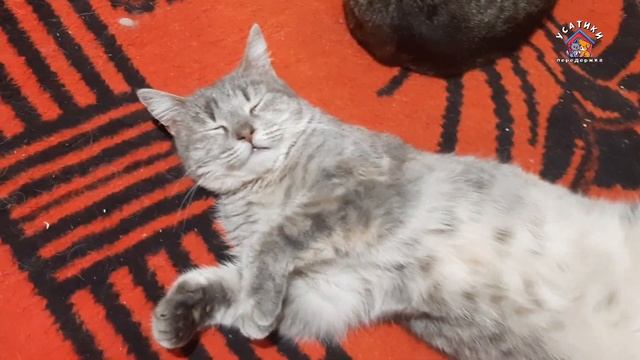 Плюша. Спасённая с улицы кошка ищет новый дом и хозяев. смотреть онлайн