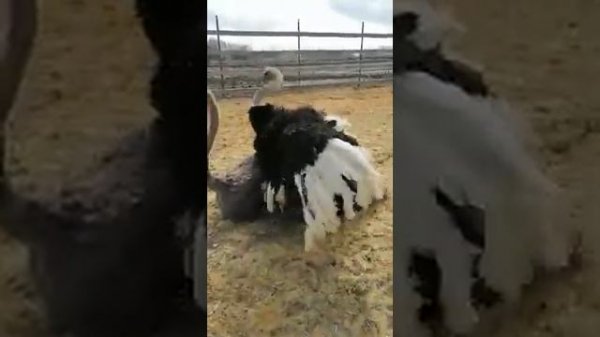 Страус в деле БРАЧНЫЙ ПЕРИОД У СТРАУСОВ