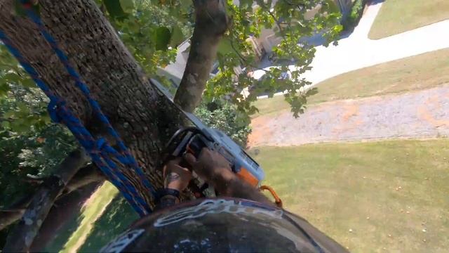 Poplar Tree Removal | Arborist Climbing | Kenny's Tree Removal смотреть онлайн