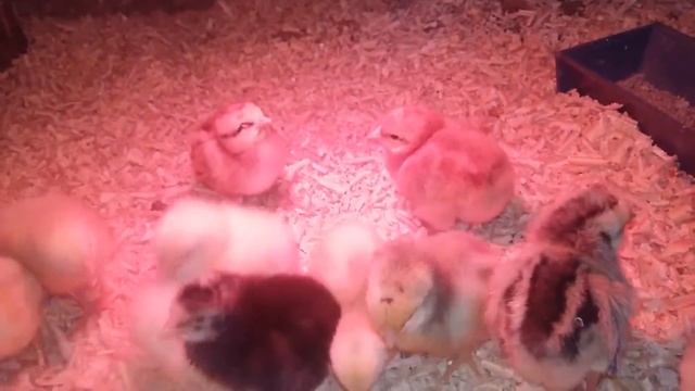 Кормление цыплят с первых часов жизни.Как вырастить цыпленка без потерь.суточные цыплята. смотреть онлайн