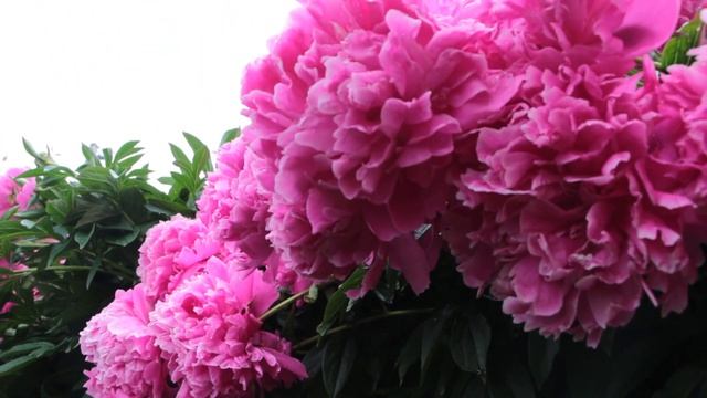 Чтобы пионы цвели в следующем сезоне более пышно обязательно обрежьте цветоносы смотреть онлайн