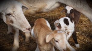 Чем кормить ягненка, если овца отказалась от кормешки