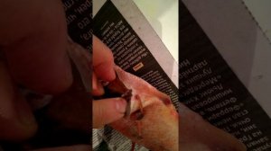 Что за паразит на морском окуне?