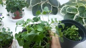 Когда начинать подкармливать кампанулы?