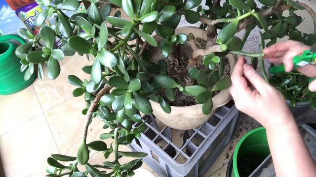 Composinion of 4 money trees. Pruning the crown. Композиция из 4 денежных деревьев. Обрезка кроны. смотреть онлайн