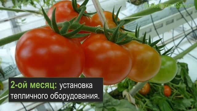 Выращивание помидоров в теплице - открытие дела смотреть онлайн