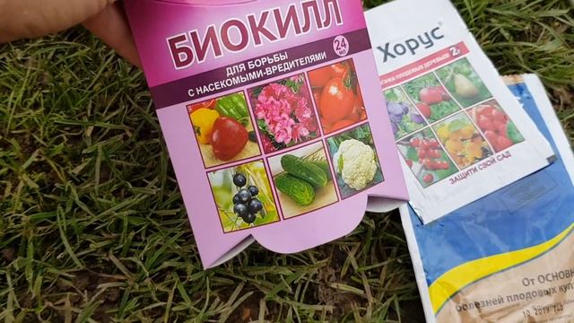 МОИ РОЗЫ НАДЁЖНО ЗАЩИЩЕНЫ ОТ БОЛЕЗНЕЙ И ВРЕДИТЕЛЕЙ НА ВСЮ ЗИМУ!Чем ЭФФЕКТИВНО обработать розы осень смотреть онлайн