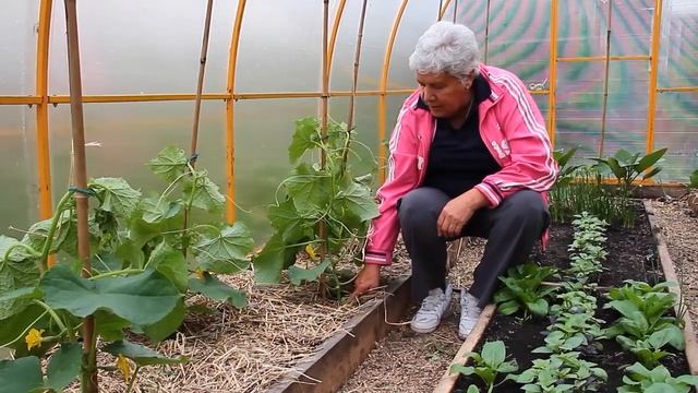 158 Кислотность удобрений для огурцов смотреть онлайн