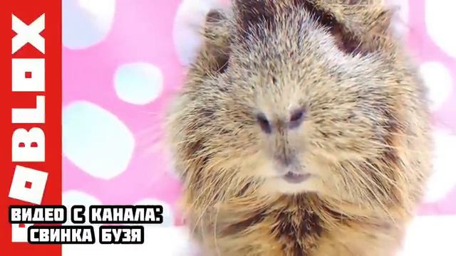 РАДУЖНЫЕ ДРУЗЬЯ У НАС ДОМА ! **Убили Свинку Бузю и Кузю** Морская Свинка Бузя и Кузя Вера 24 Часа!! смотреть онлайн