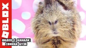 РАДУЖНЫЕ ДРУЗЬЯ У НАС ДОМА ! **Убили Свинку Бузю и Кузю** Морская Свинка Бузя и Кузя Вера 24 Часа!!