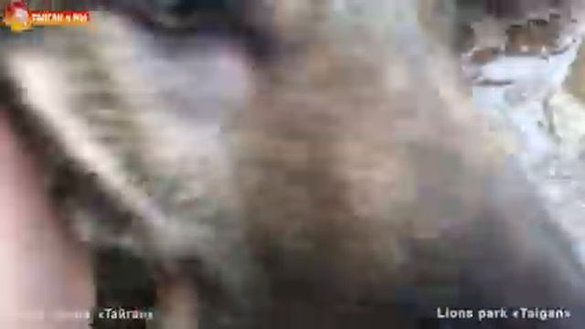 В гостях у волчат. Мокрая банда ? Тайган. Visiting The Wolf Cubs! Taigan.