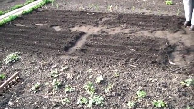 Садим ГОРОХ ТРЁХ  СОРТОВ. Горох МОЗГОВОЙ, горох ЗУБ, горох НУТ