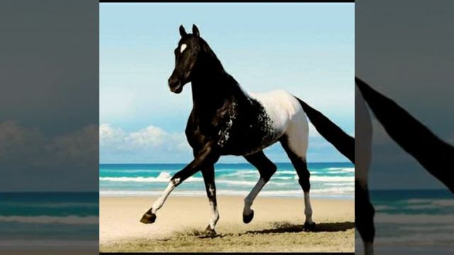 Моя любимая порода лошадей Аппалуза смотреть онлайн