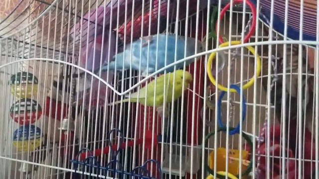 Конфликт попугаев смотреть онлайн