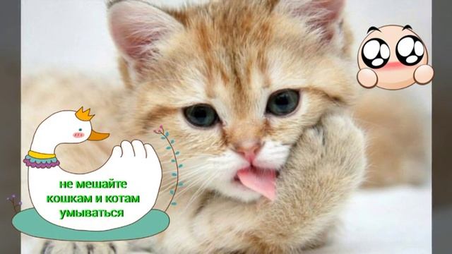 Чего мы не знаем о кошках? Кошачьи секреты и повадки!!! смотреть онлайн