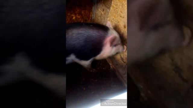 Стоит ли скрещивать вьетнамцев и ландрасов.И стоит ли их покупать! смотреть онлайн