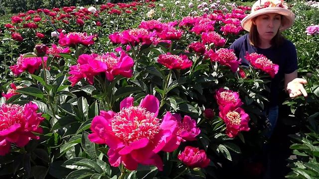 Винно-красный пион CUCKOO'S NEST / Сад Ворошиловой смотреть онлайн