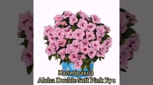 Вегетативная калибрахоа и петхоа ????Сорта самые красивые