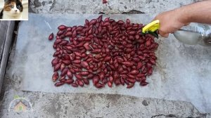 Как сажать лук севок весной в открытый грунт. Обработка лука перед посадкой