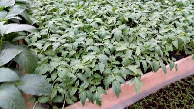 Томат детерминантный Оберон F1 Clause