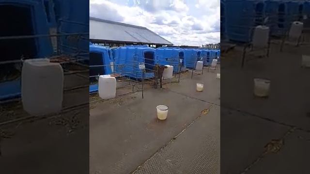 Содержание телочек на улице в домиках летом и зимой 2017 Мордовия смотреть онлайн