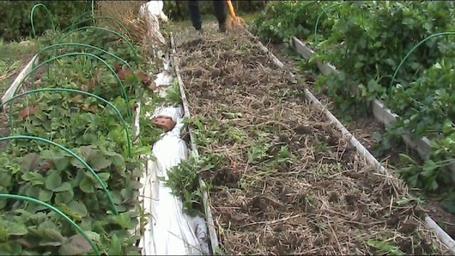 Как вырастить озимый чеснок с кулак! Часть-1 // Секреты хороших урожаев. смотреть онлайн