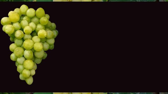 Виноград белый отзывы. Хороший виноград. Ч.3 смотреть онлайн
