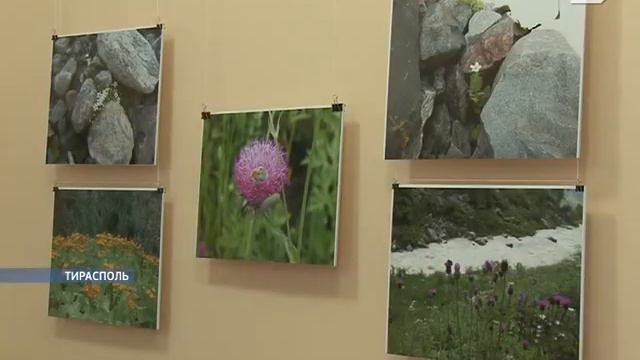 «Горные цветы» зацвели в музее им. Зелинского смотреть онлайн