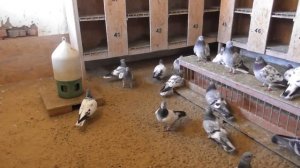 НЕТ такой породы голубей - "ВЕНГРЫ"❗  / pigeon pigeons