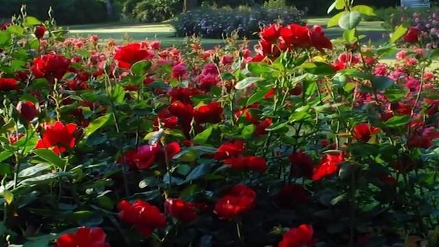 Teutoburger Wald: Der gräfliche Park in Bad Driburg смотреть онлайн