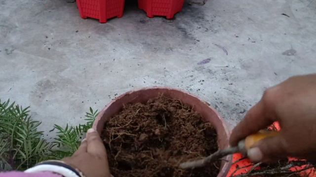 Marigold plant/How to save dying marigold plant? marigold plant care in winter. смотреть онлайн
