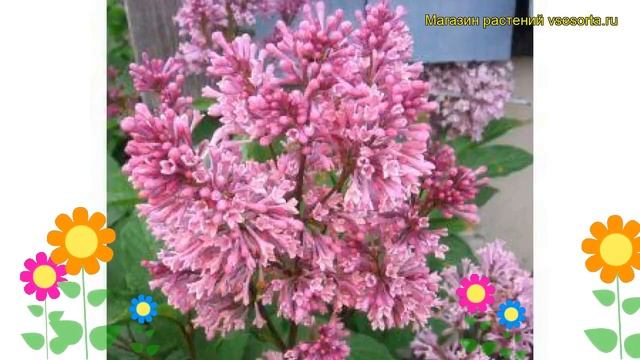 Сирень престона. Краткий обзор, описание характеристик, где купить саженцы syringa x prestoniae смотреть онлайн