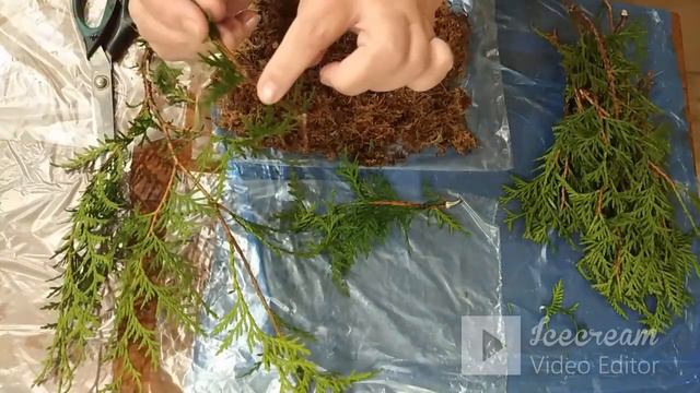 Зима2023. Черенкуем тую. смотреть онлайн