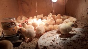 Инкубационный режим бройлеров кобб 500