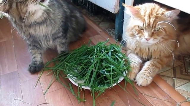 Питомцы Аргун К кушают травку.mp4