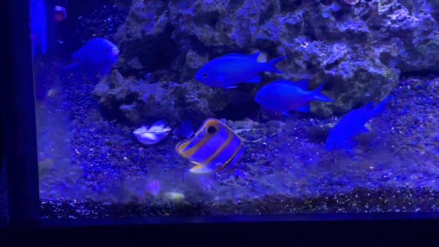 Reefing for 4 Months (4 Month Red Sea Max 500 Update) смотреть онлайн