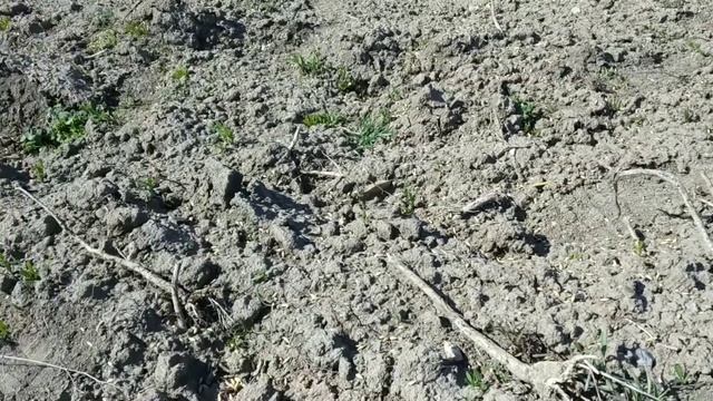 Сеем овёс в ручную, а я говорил ечмени ошибка вышла,пол дня работы до конца. смотреть онлайн