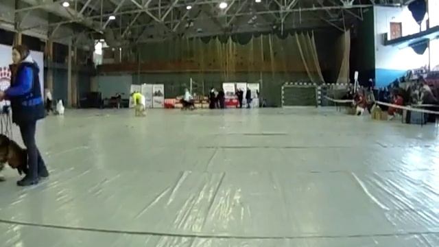 Мартовский пёс 2018. выставка собак Пермь смотреть онлайн