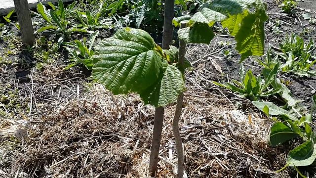 Фундук Трапезунд.Штамбовая формировка саженцев,первый год после посадки. смотреть онлайн