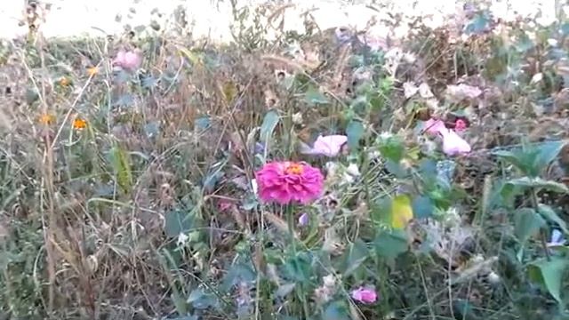 Колибри на моих цветах??? смотреть онлайн