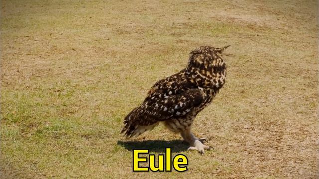 WILDE TIERE Für Kleinkinder - Tierstimmen Für Kinder, Kindergarten, Baby Auf Deutsch | Lernvideo