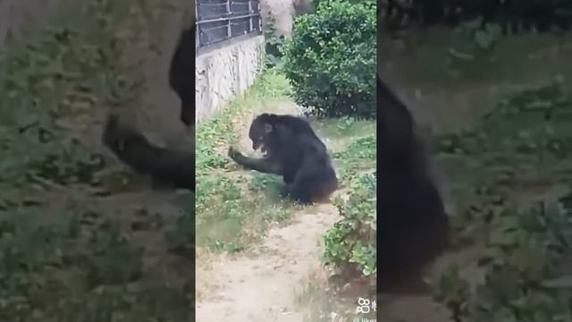 обезьяну укусили за палец смотреть онлайн