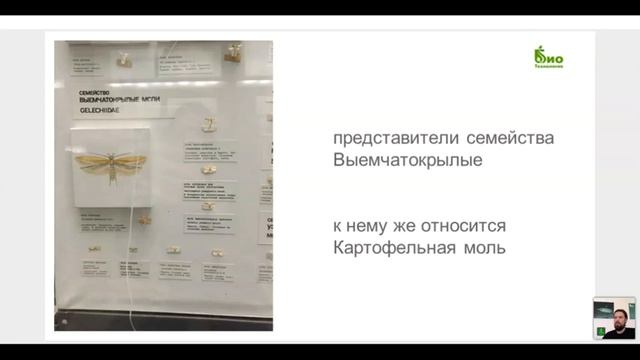 ? Почему исчезла Тута абсолюта в теплице? Опыт, инструменты контроля вредителя в тепличном комплекс смотреть онлайн