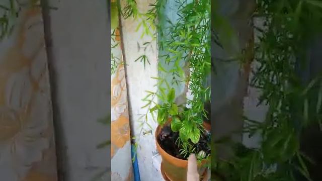 Симферополь,город сегодня 07.06.2023(3) смотреть онлайн