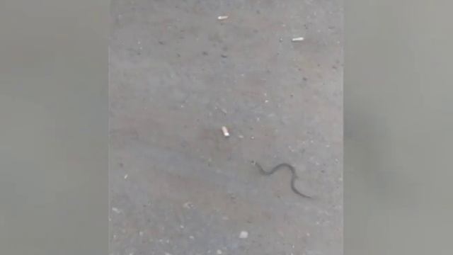 На дороге в Рыбинске обнаружили ужа смотреть онлайн