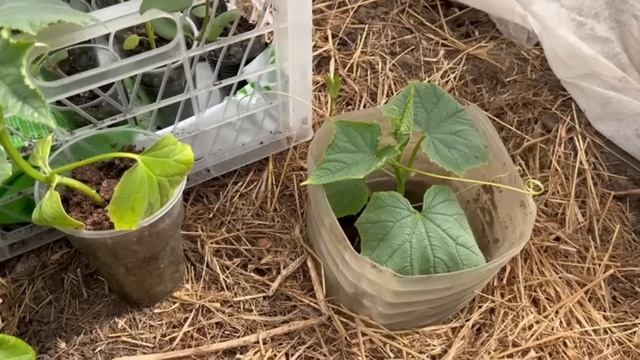 В лунку при посадке огурцов добавьте ВСЕГО 1 раз эту подкормку. Урожай будете раздавать по соседям. смотреть онлайн