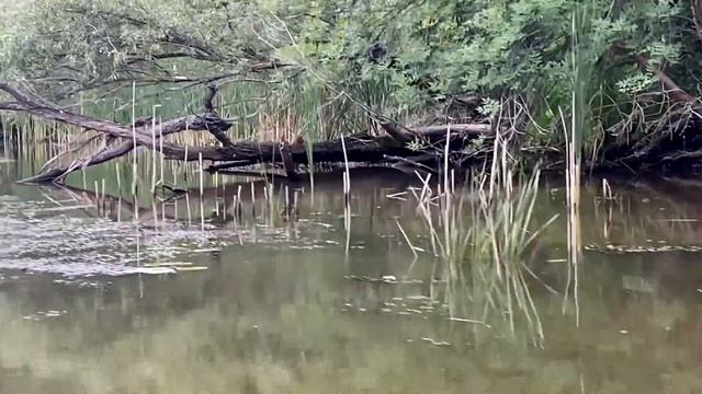 По берегам Волги - август 2021 смотреть онлайн