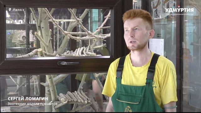 Король Джулиан из «Мадагаскара» в Ижевске смотреть онлайн