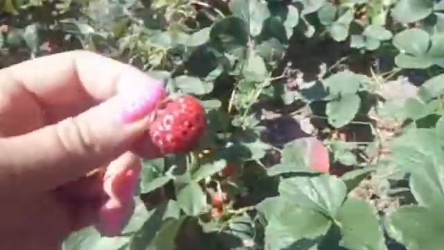 Веденсвил-7 (клубника-малина, Мице шиндлер) смотреть онлайн